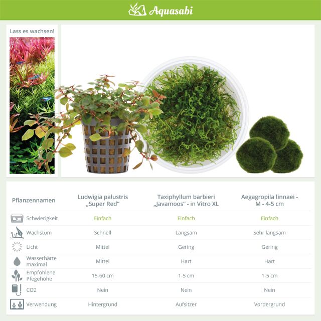 Aquarienpflanzen Set - 30 Liter - Garnelen - Farbig - einfach - Nr. 01