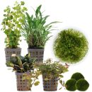 Aquarienpflanzen Set - 30 Liter - Garnelen - Farbig -...