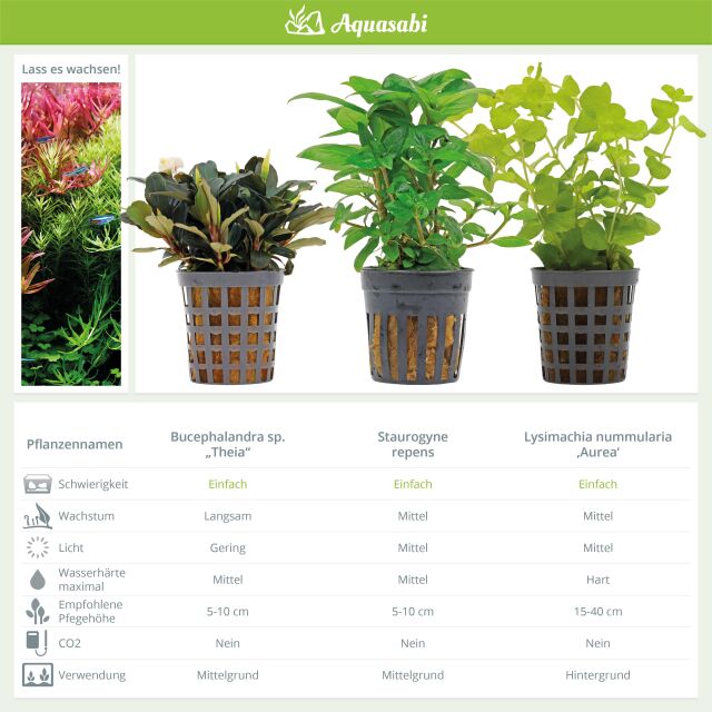 Aquarienpflanzen Set - 30 Liter - Garnelen - Farbig - einfach - Nr. 02