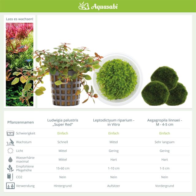 Aquarienpflanzen Set - 30 Liter - Garnelen - Farbig - einfach - Nr. 02