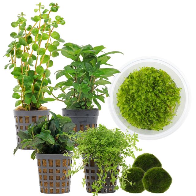 Aquarienpflanzen Set - 30 Liter - Garnelen - Gr&uuml;n - einfach - Nr. 01