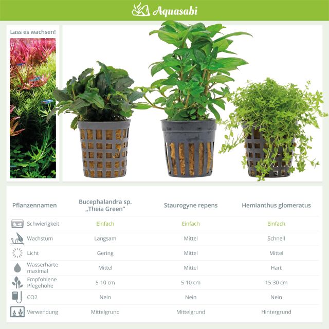 Aquarienpflanzen Set - 30 Liter - Garnelen - Gr&uuml;n - einfach - Nr. 01