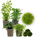 Aquarienpflanzen Set - 30 Liter - Garnelen - Grün -...