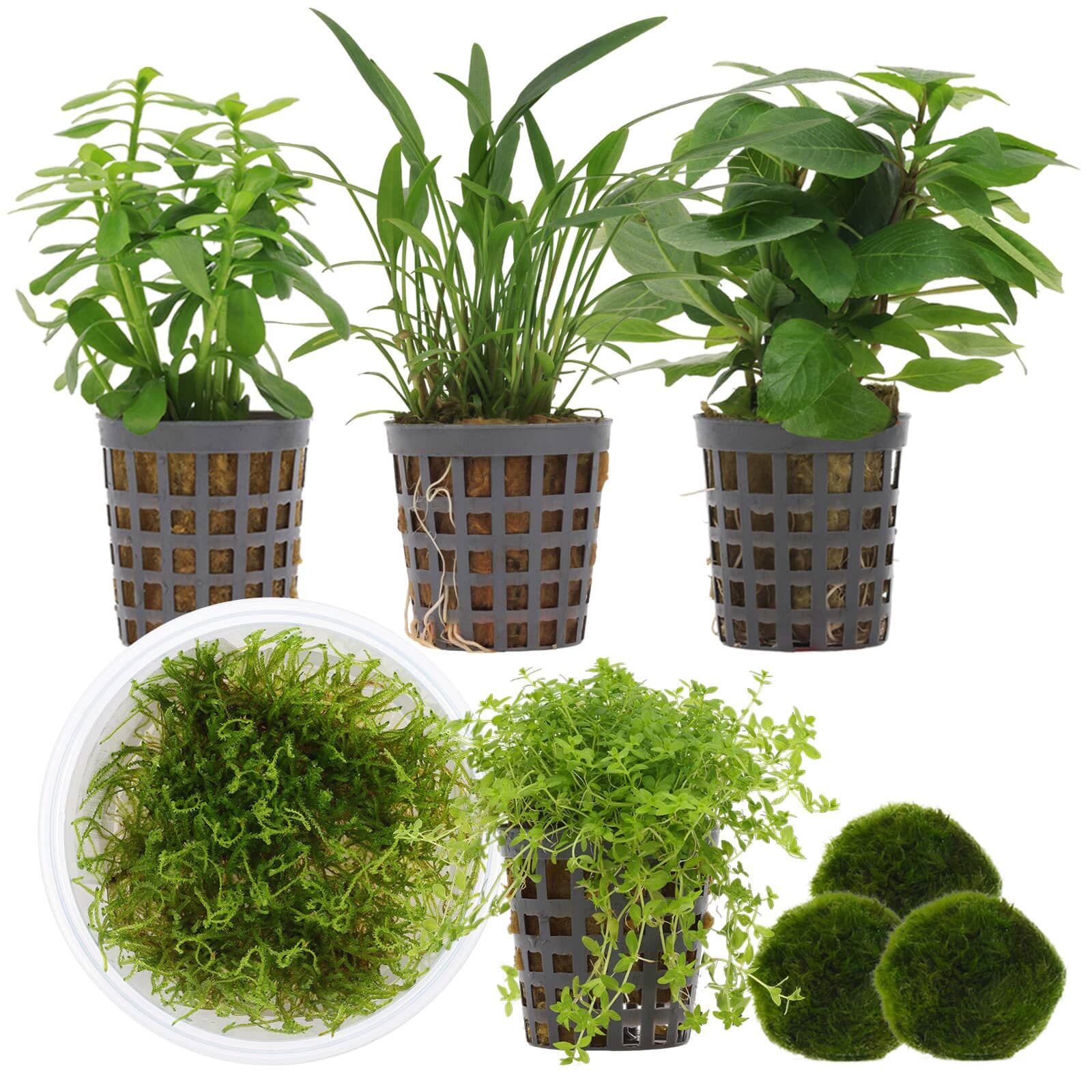 Aquarienpflanzen Set - 30 Liter - Garnelen - Gr&uuml;n - einfach - Nr. 02