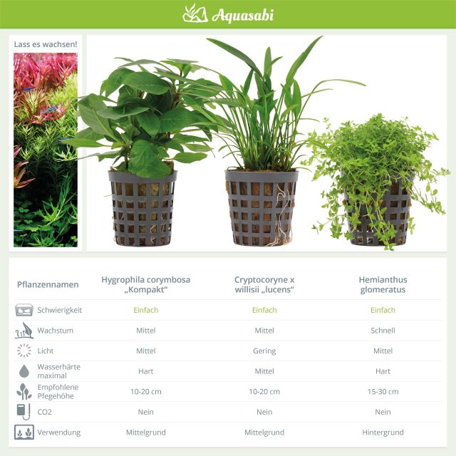 Aquarienpflanzen Set - 30 Liter - Garnelen - Gr&uuml;n - einfach - Nr. 02