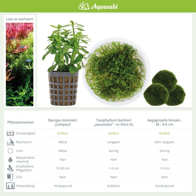 Aquarienpflanzen Set - 30 Liter - Garnelen - Gr&uuml;n - einfach - Nr. 02