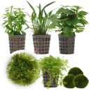 Aquarienpflanzen Set - 30 Liter - Garnelen - Grün -...