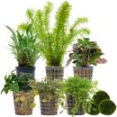 Aquarienpflanzen Set - 30 Liter - Farbig - einfach - Nr....