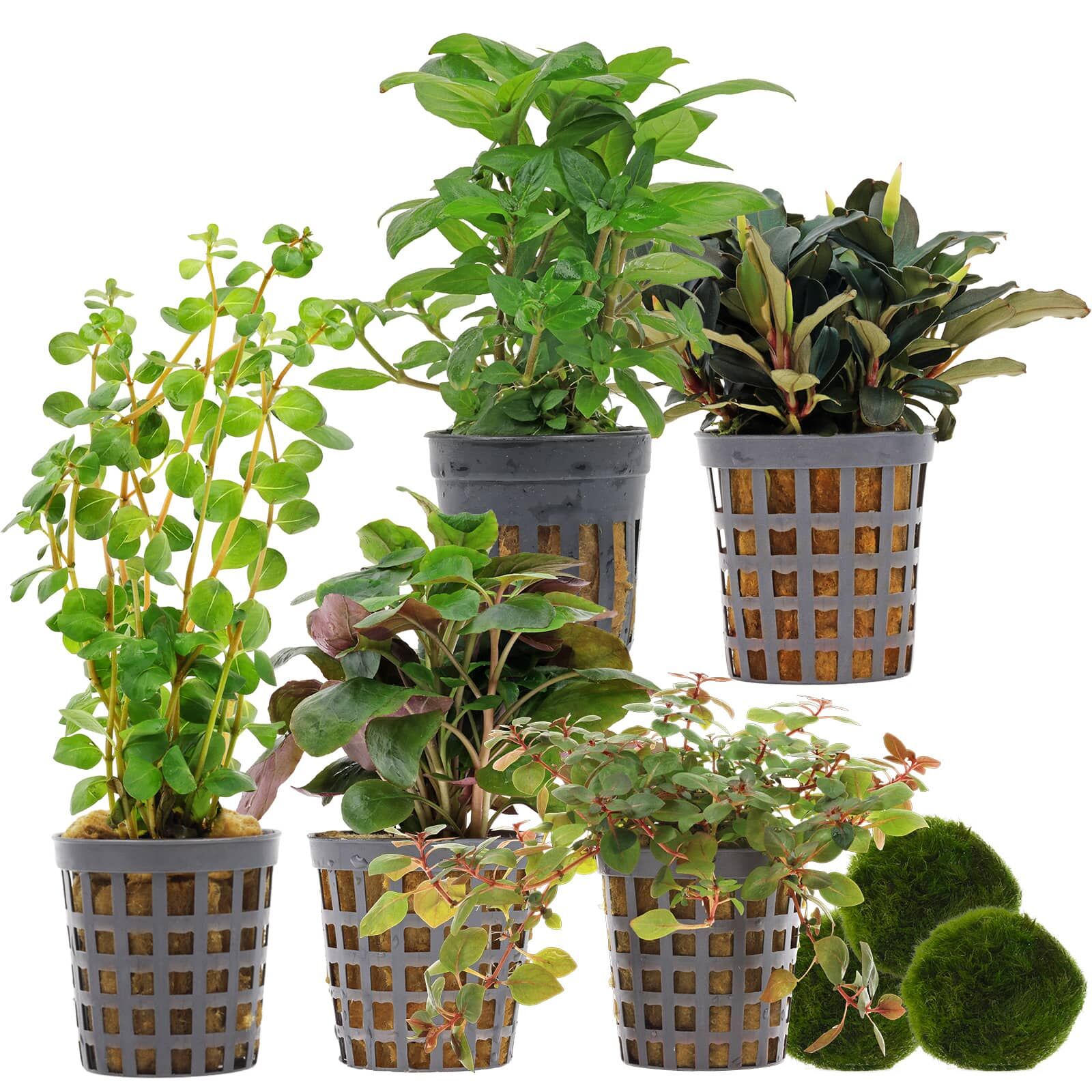 Aquarienpflanzen Set - 30 Liter - Farbig - einfach - Nr. 02