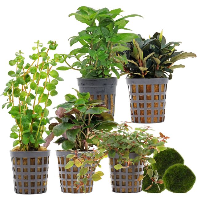 Aquarienpflanzen Set - 30 Liter - Farbig - einfach - Nr. 02