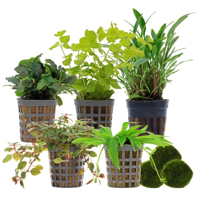 Aquarium Plant Set - 30 Liters - Colorful - Easy - No. 03