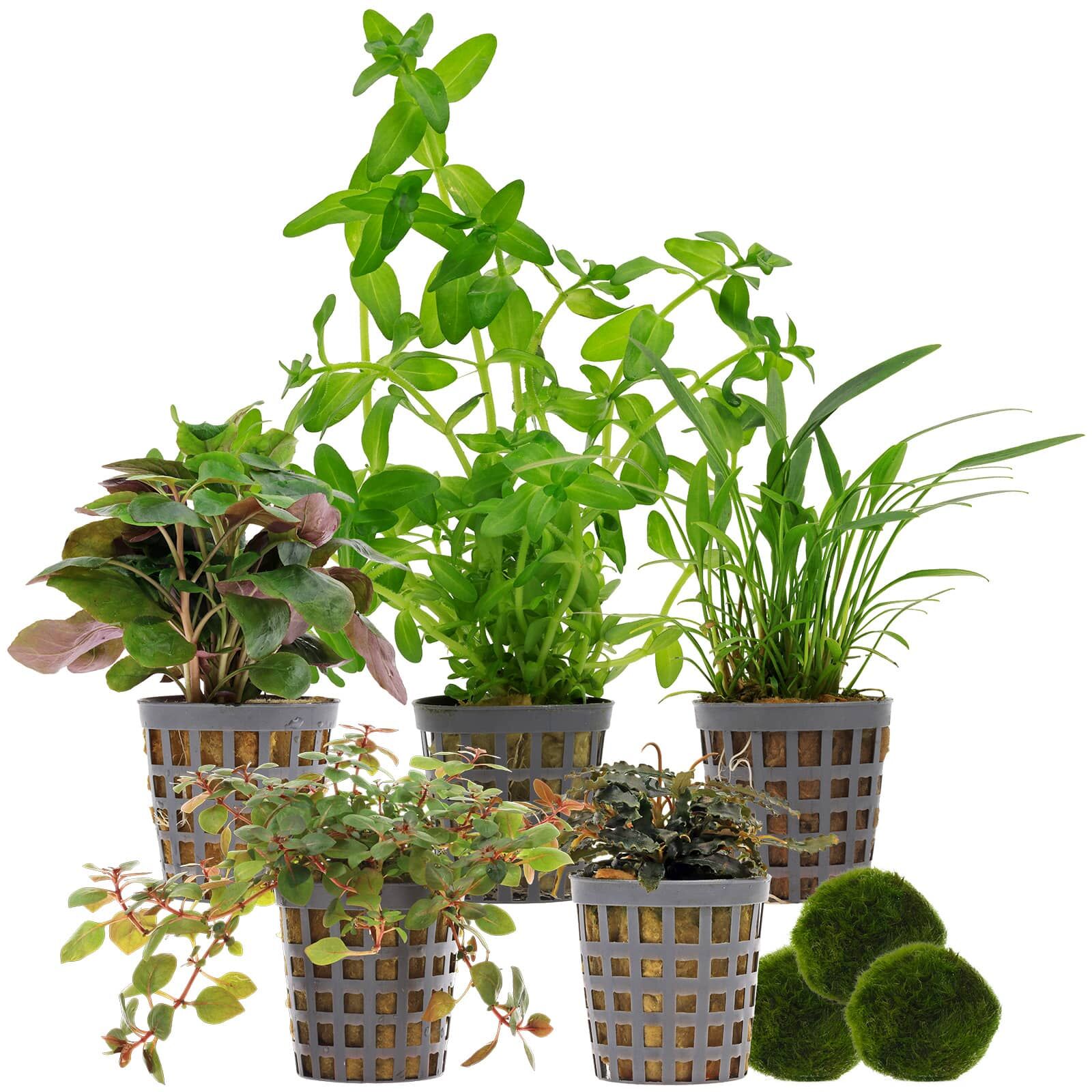 Aquarienpflanzen Set - 30 Liter - Farbig - einfach - Nr. 04