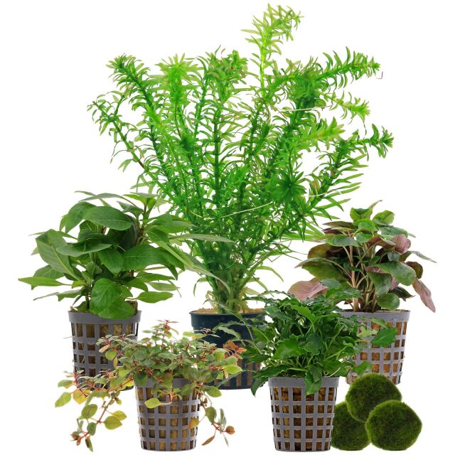 Aquarienpflanzen Set - 30 Liter - Farbig - einfach - Nr. 05