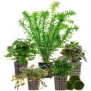 Aquarienpflanzen Set - 30 Liter - Farbig - einfach - Nr....