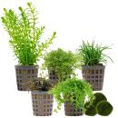 Aquarienpflanzen Set - 30 Liter - Grün - mittel -...
