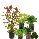 Aquarienpflanzen Set - 30 Liter - Grün - mittel -...