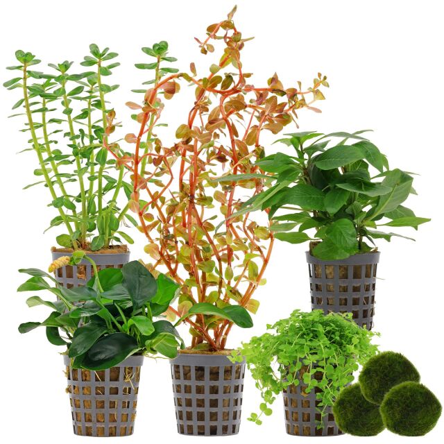 Aquarienpflanzen Set - 30 Liter - Farbig - mittel - Nr. 01