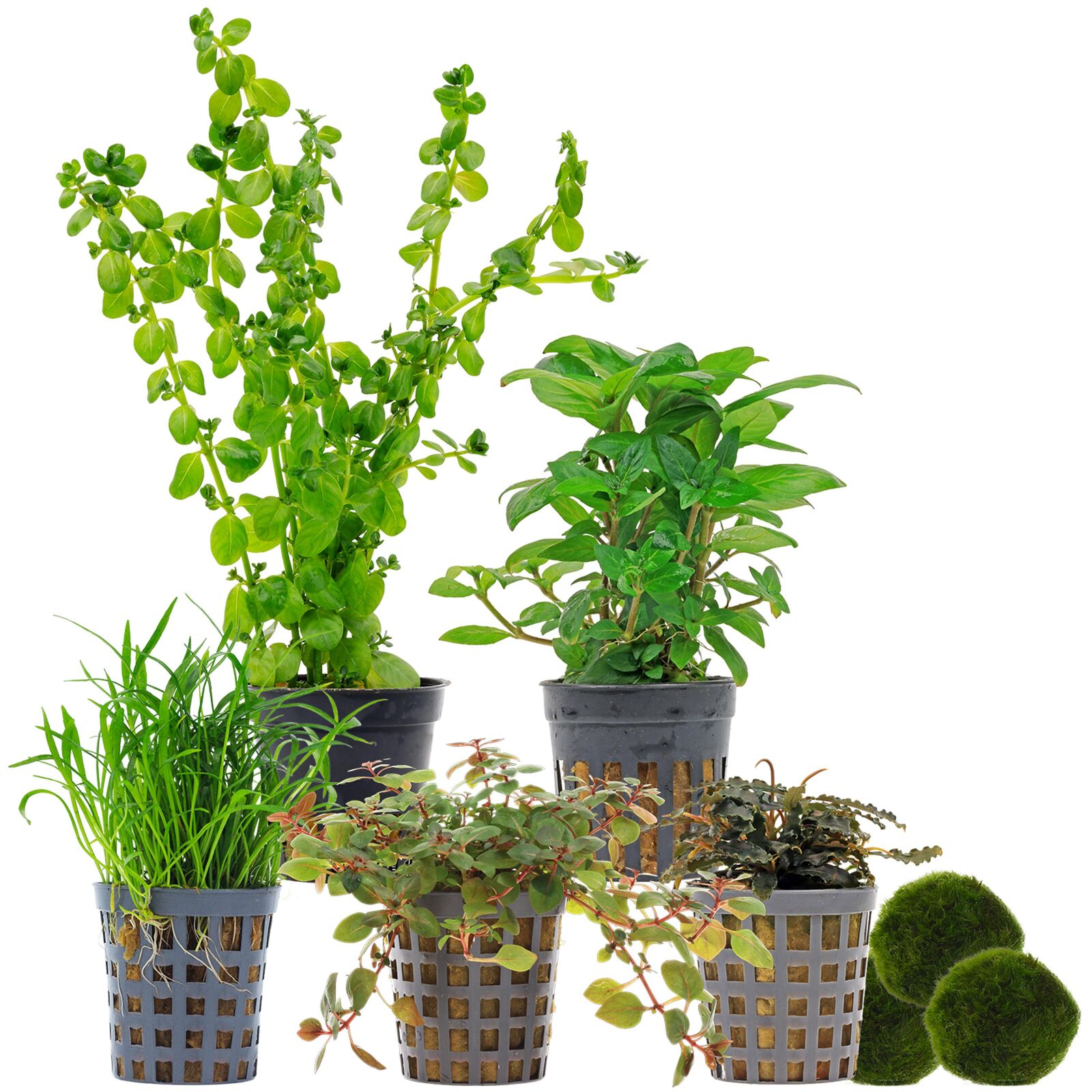 Aquarium Plant Set - 30 Liters - Colorful - Medium - No. 05