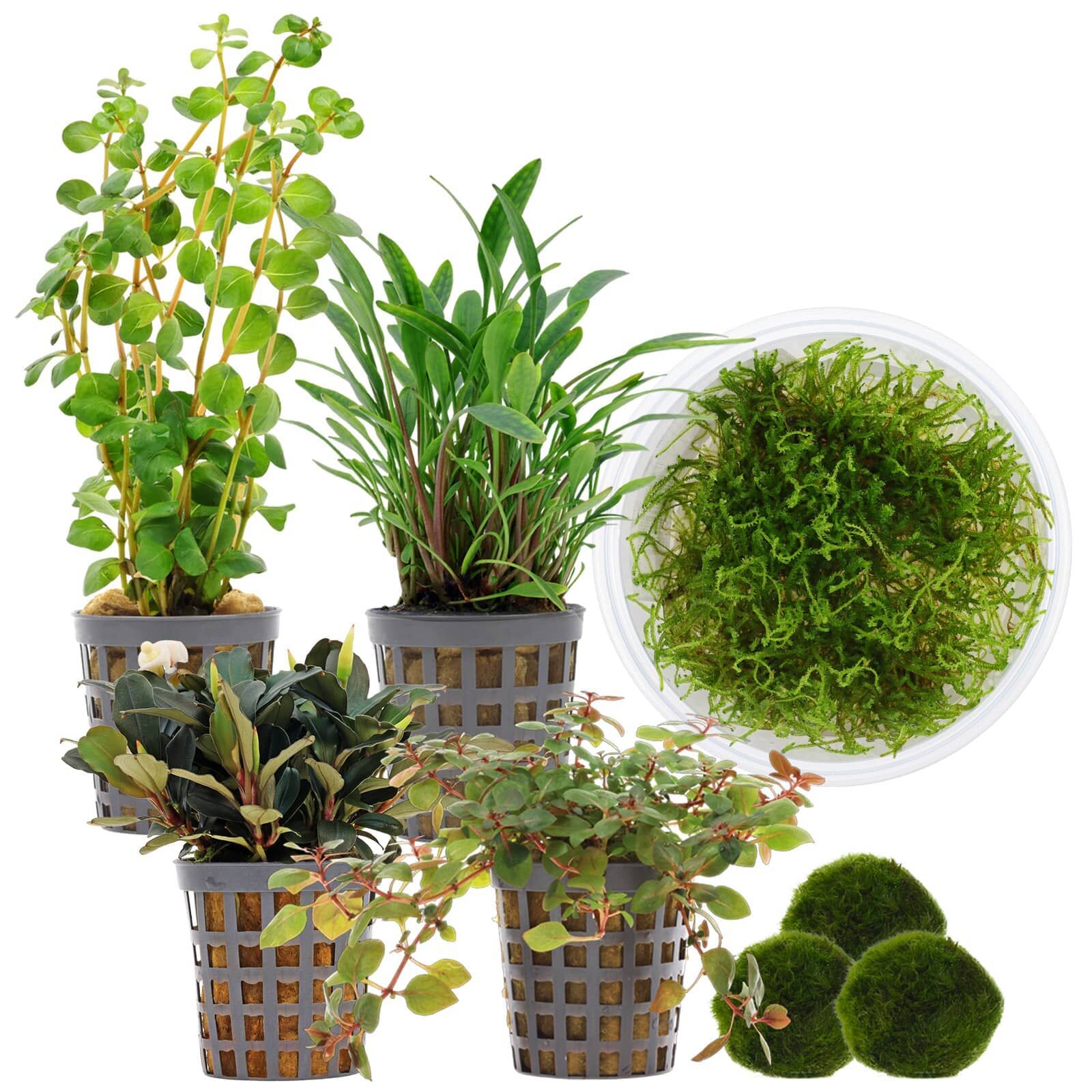 Aquarienpflanzen Set - 30 Liter - Garnelen - Farbig - einfach - Nr. 01