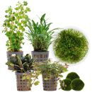 Aquarienpflanzen Set - 30 Liter - Garnelen - Farbig -...