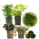 Aquarienpflanzen Set - 30 Liter - Garnelen - Farbig -...