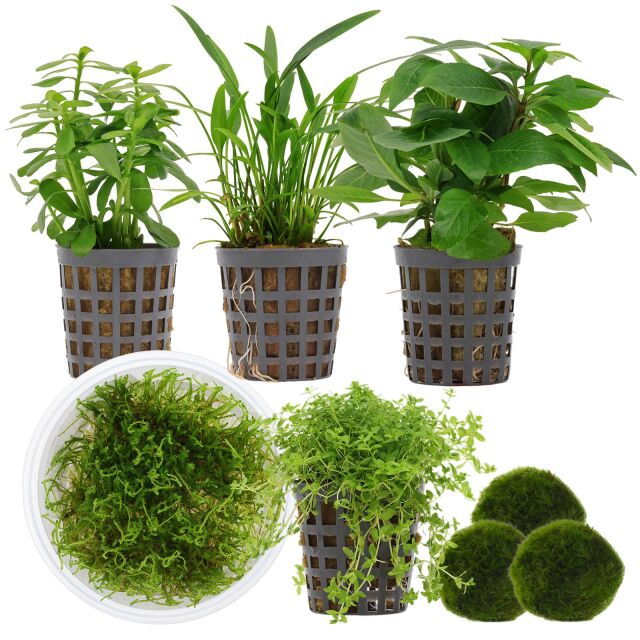 Aquarienpflanzen Set - 30 Liter - Garnelen - Gr&uuml;n - einfach - Nr. 02