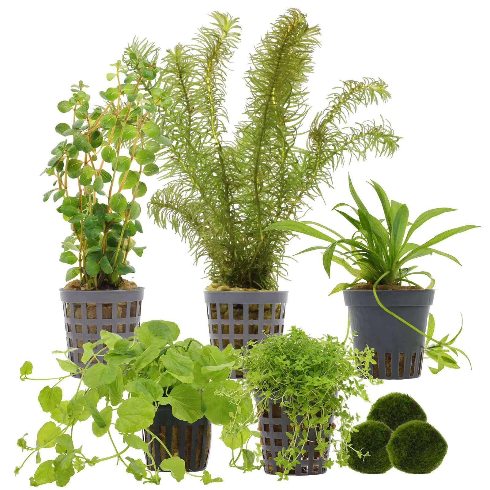 Aquarienpflanzen Set - 30 Liter - Algenkiller - Gr&uuml;n - einfach - Nr. 01