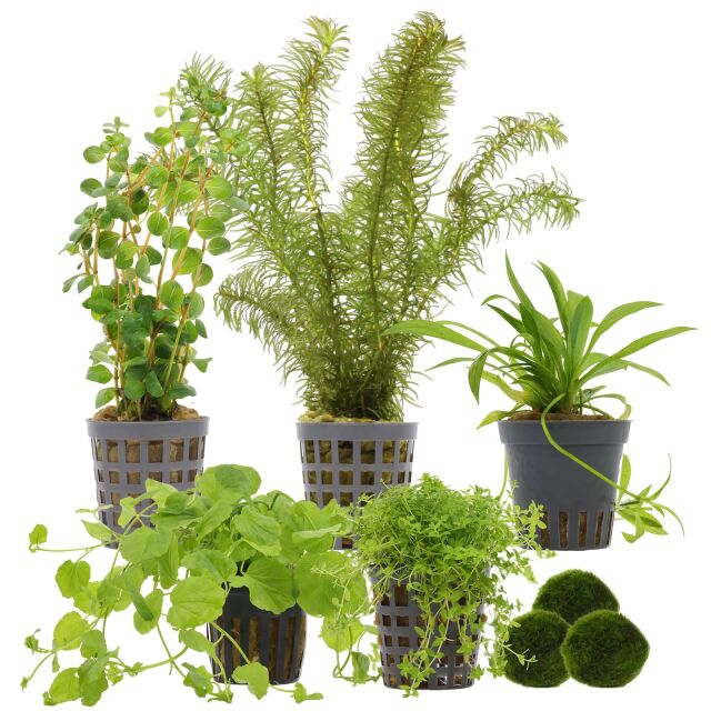 Aquarienpflanzen Set - 30 Liter - Algenkiller - Gr&uuml;n - einfach - Nr. 01