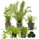 Aquarienpflanzen Set - 30 Liter - Algenkiller - Grün...