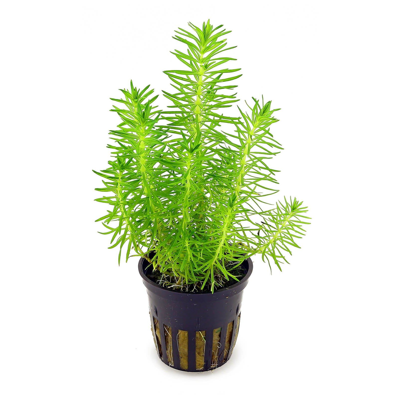 Pogostemon deccanensis ("erectus")
