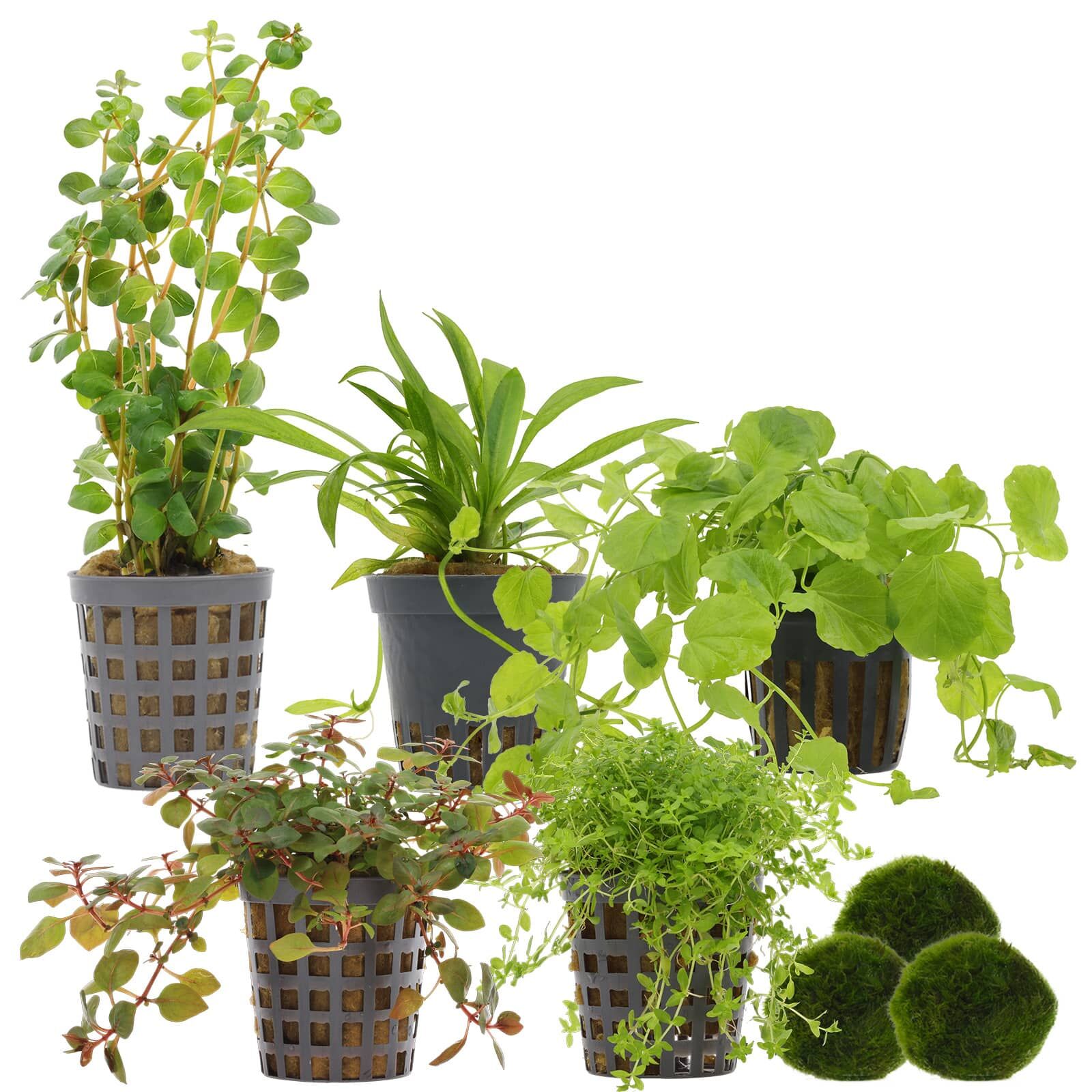 Aquarienpflanzen Set - 30 Liter - Algenkiller - Farbig - einfach - Nr. 02