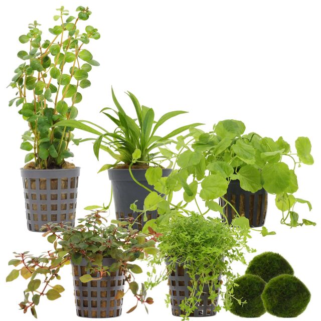 Aquarienpflanzen Set - 30 Liter - Algenkiller - Farbig - einfach - Nr. 02