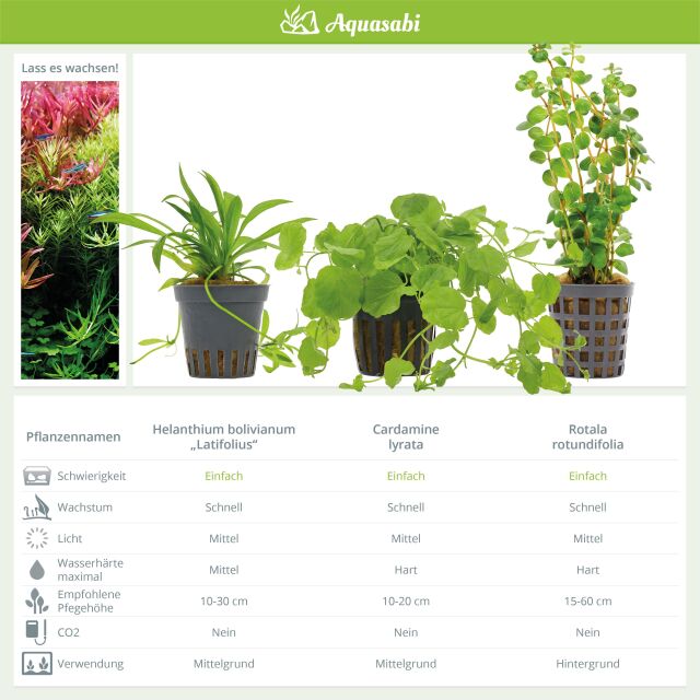 Aquarienpflanzen Set - 30 Liter - Algenkiller - Farbig - einfach - Nr. 02