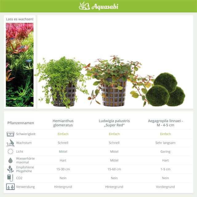 Aquarienpflanzen Set - 30 Liter - Algenkiller - Farbig - einfach - Nr. 02