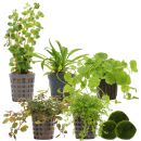 Aquarienpflanzen Set - 30 Liter - Algenkiller - Farbig -...