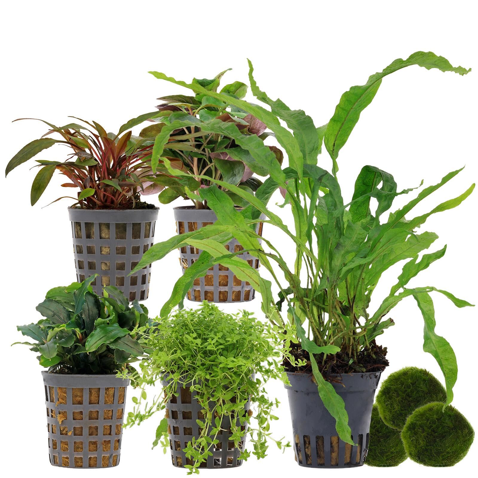 Aquarienpflanzen Set - 30 Liter - Wenig Pflegeaufwand - Nr. 01