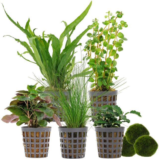 Aquarienpflanzen Set - 30 Liter - Wenig Pflegeaufwand - Nr. 02