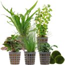 Aquarienpflanzen Set - 30 Liter - Wenig Pflegeaufwand -...