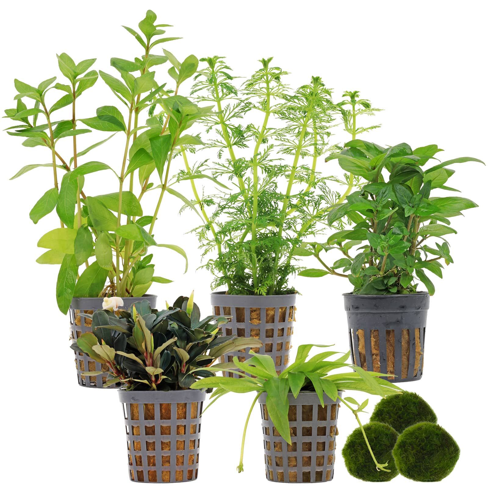 Aquarienpflanzen Set - 60 Liter - Gr&uuml;n - einfach - Nr. 01