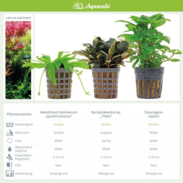 Aquarienpflanzen Set - 60 Liter - Gr&uuml;n - einfach - Nr. 01