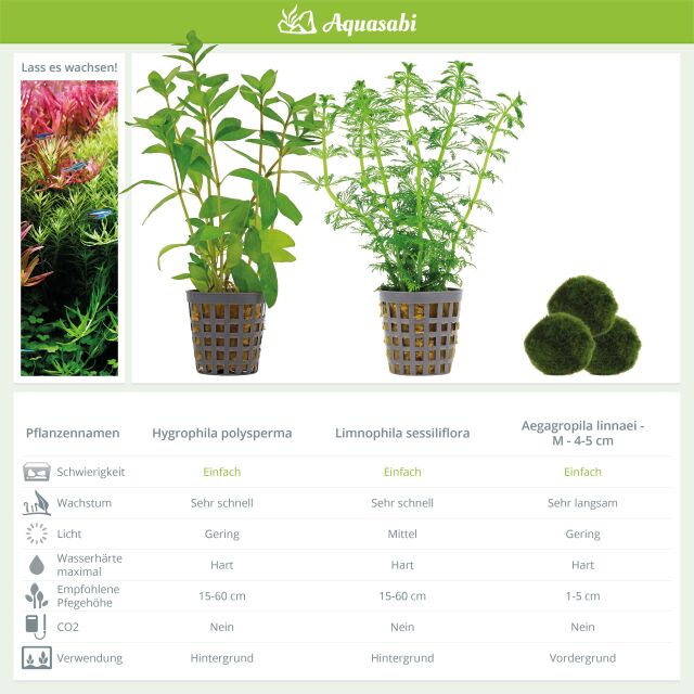 Aquarienpflanzen Set - 60 Liter - Gr&uuml;n - einfach - Nr. 01