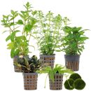 Aquarienpflanzen Set - 60 Liter - Grün - einfach -...
