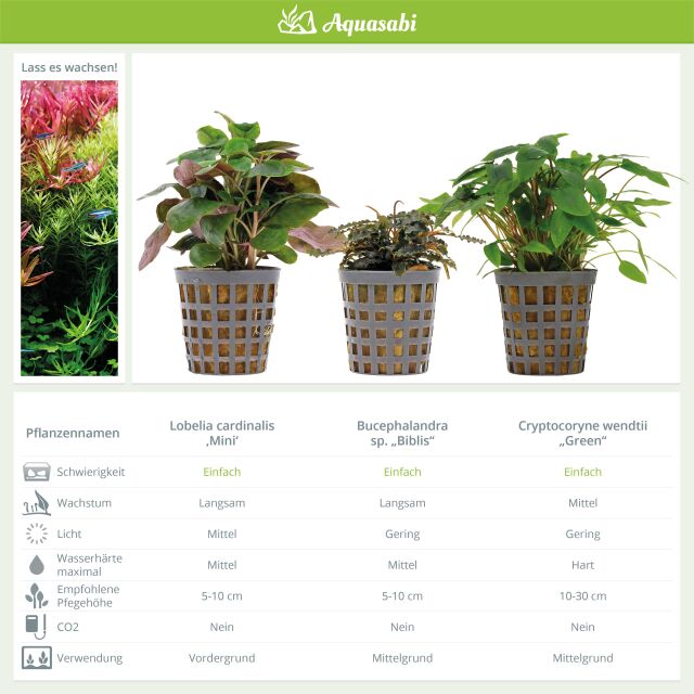 Aquarienpflanzen Set - 60 Liter - Gr&uuml;n - einfach - Nr. 02