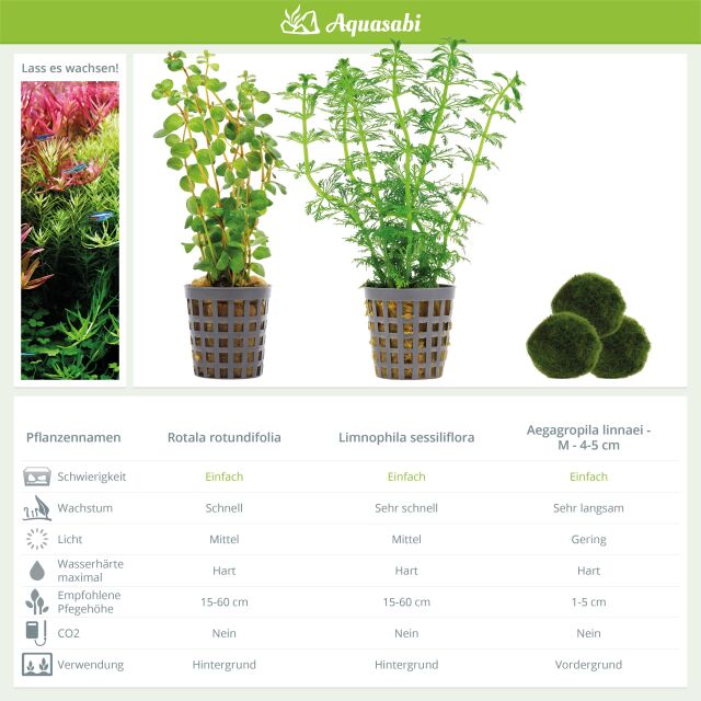 Aquarienpflanzen Set - 60 Liter - Gr&uuml;n - einfach - Nr. 02