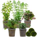Aquarienpflanzen Set - 60 Liter - Grün - einfach -...