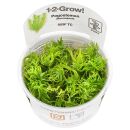 Pogostemon deccanensis ("erectus") - 1-2-GROW!