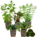 Aquarienpflanzen Set - 60 Liter - Grün - einfach -...