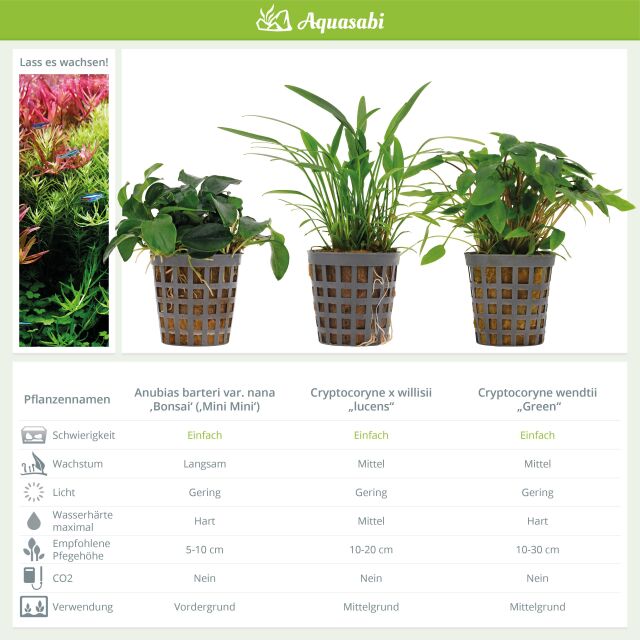 Aquarienpflanzen Set - 60 Liter - Gr&uuml;n - einfach - Nr. 08
