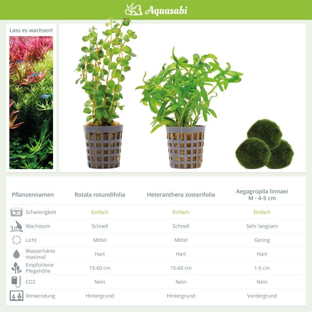 Aquarienpflanzen Set - 60 Liter - Gr&uuml;n - einfach - Nr. 08