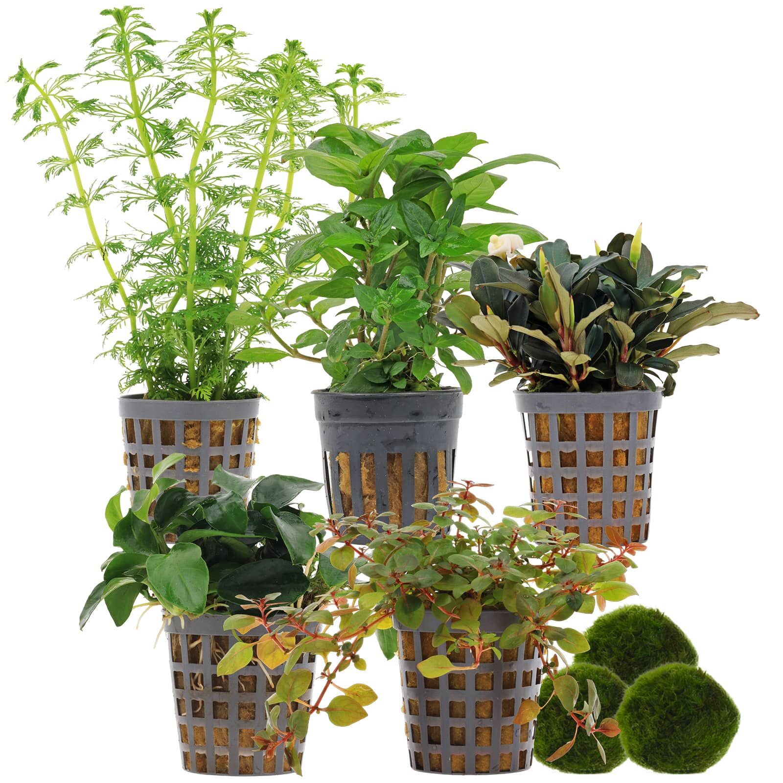 Aquarienpflanzen Set - 60 Liter - Farbig - einfach - Nr. 01